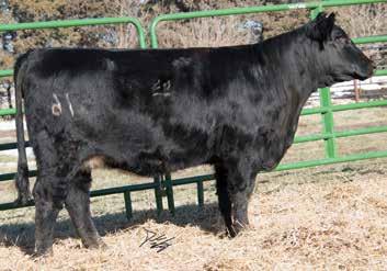 : 530 AI Sire: W/C Lock Down 206Z on 3-31-18 Pasture Sire: BADJ Cosmo from 5-10 to 9-10-18 SS Movin Forward 362 LMF Movin Forward NJC Ebony Antoinette M.6 55 80.16 22 49 10. 2.6 -.24.10 -.063.