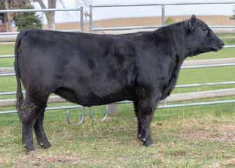 He will go down in history as one of the greatest calving ease and maternal sires of his era. A daughter of his recently sold half interest for $300K.