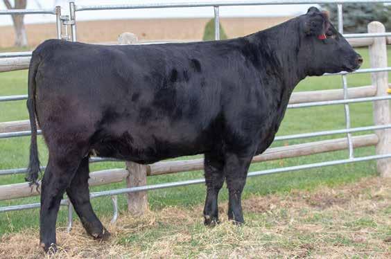 This beautiful Connealy Black Granite daughter packs the pedigree with Leachman Right Time and Pathfinder females. Black Granite daughters have beautiful udders and calm demeanor.