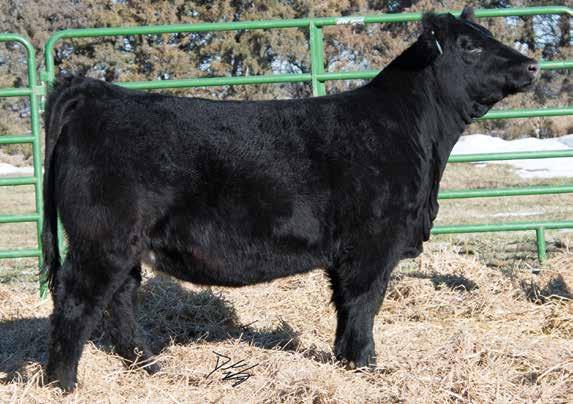 CCR Boulder 39A, Sire This is one of our favorite heifers in the entire offering. She has been an absolute standout since birth.