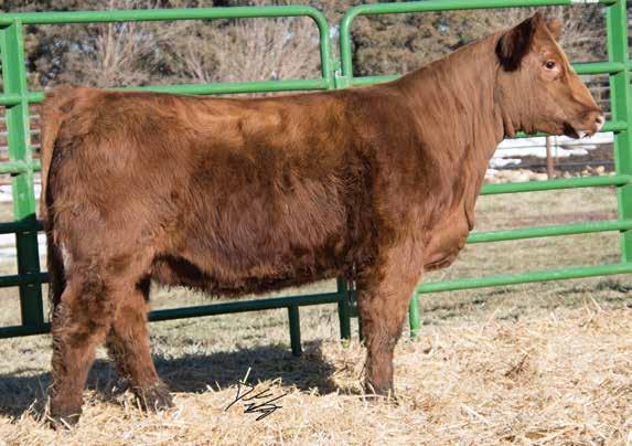 She is out of a top notch first calf heifer with a tremendous udder and managed to have a Adj. of 42. This kind will raise both high end bulls and heifers down the road.