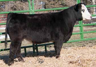 SVF Steel Force S01, Sire Stare At Me 8Z, Dam 849F is a Steel Force daughter with a super stylish front, depth, and power behind her. Her pedigree is fantastic and she will go any direction you want.