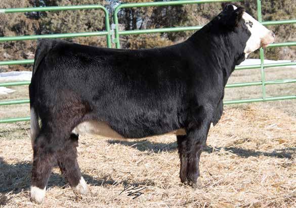 : 61 CAJS Blaze Of Glory Ruth Delilah D631 WLE Uno Mas X549 CAJS Khloe 42ZA Sinclair Net Present Value Ruth 28 This goggled eyed half-blood has been one of our favorites since birth.
