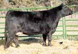 She didn t feel like posing for the camera on picture day, but this one will be fun in the showring and then be a great producer for her new owner. Halter broke. Ruth Ms. F404 10 Black Baldy Dbl.