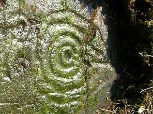 This penannular (gapped ring) appears elongated and pear -shaped compared to others at Weetwood.