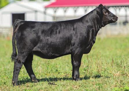 Moderate framed, big bellied easy doing cattle. Violet has that sleek fronted look you can have fun with...juniors take note. Throw Lock N Load on top and you have a star studded pedigree.