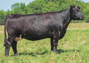 74 126 FSCI JJ Jazzy GWS/SCF Rendition Coleman Dixie Erica 460 Pollys Dream CNS Dream On L186 FSCI Ms Jazzy B453 Coleman Polly 439 A solid heifer that I think will have a little more go to her in the