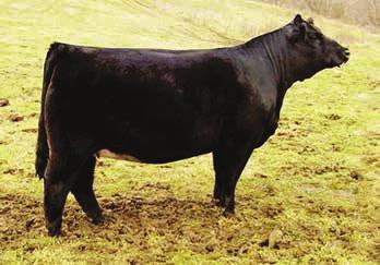 CCR Wide Range 9005A - reference sire Drake Bahama Mama - reference dam CLRWTR Mamacita Z110G - reference dam 25A PROJ EPDS Drake Bahama Mama x Wide Range 3 Embryos Guaranteeing 1 Pregnancy 5 1.