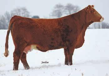 51 101 PROJ EPDS CLRWTR Mamacita x STF Unanimous STF Unanimous UP26 STF Russom RE86 STF Sly Moves P260 Drake Bahama Mama G&L Avalanche 149F PSF Bertha 6G Selling 3 embryos guaranteeing 1 pregnancy if