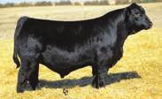 Her Steel Force daughter was a sale topper in 2012, selling for $13,500 to Lakewood Ranch, FL. This elite female was a favorite of many breeders.