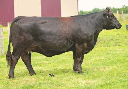 This female goes back to the popular GCF Miss Caliente, which produced STF Onyx, the two time national champion. Her dam STF Charisa T809 has produced several great offspring for Silver Towne Farms.