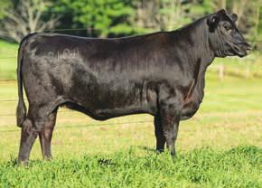 sired daughter out of an Ambush/Traveler dam. A growth female whose granddam (Tattoo #9079) sells in this sale. Her calf should be exciting.
