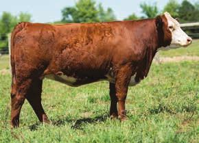 Her dam, Lyons Eona 3028 was a wonderful cow sired by the immortal Tehama Bando 155. AI service 05-02-15 to Uno Mas. U/S exam 06-30-15 indicated a 60 day bull calf.