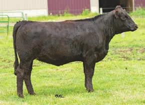 9 68 101 4 19 53 0.02 0.94 110 SVF Allegiance Y802 Mr NLC Upgrade U8676 Double R Miss 29G T18 SS Renaissance NJC Laredo 76 This 3/4 blood heifer has great and well known genetics on both sides.