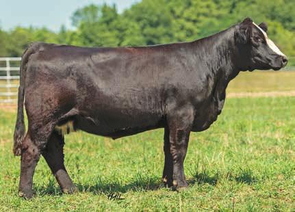 Out of the Ruby NFF Excalibur bull that was the high selling bull in Denver a few years back and you can you see why. Rachel raised a excellent Ebony Grandmaster heifer we are retaining.