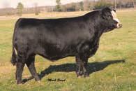 is producing many outstanding half bloods. On her mother s side she goes back to HC Power Drive 88H which needs no introduction.