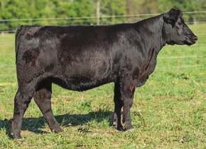 progeny spell success. 2 years ago we sold FSC2 Bella A 54S x Dominique that sold for $17,000 her first calf by Royal Affair sold for $9,000 and embryos for $900 each.