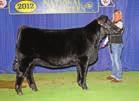 At the One sale another High Regard fall sold for $12,000 and 54S embryos commanded $1,700 each for 2 sets of 3! 54Y was shown once and it was at Denver and she won a class of 15.