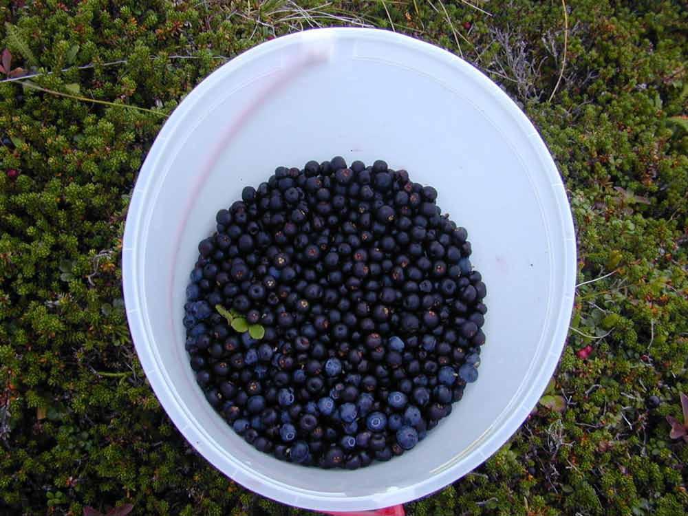 To an Alaska Native, berry-picking provides not only healthy, antioxidant-rich food, but also continuation of Native traditions, healthy exercise outdoors, and fun with family and friends.