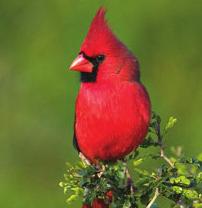 25th Cardinal Migration Springtime in Virginia 25 Things to do on the
