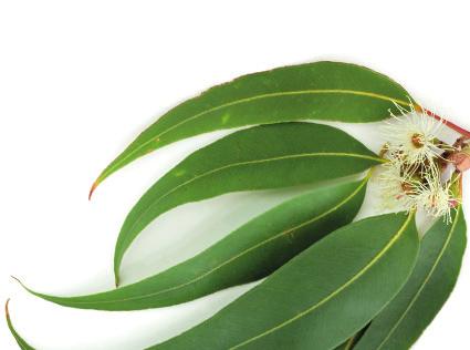 PURE Eucalyptus Eucalyptus Globulus Used as a natural remedy for centuries by the indigenous tribes of Australia, eucalyptus oil has