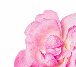 PURE Rose Absolute Rosa Damascena This delicate oil provides an uplifting and wonderfully sweet floral aroma.