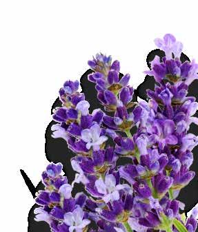 PURE Lavender Lavandula Angustifolia Lavender is one of the most versatile essential oils.