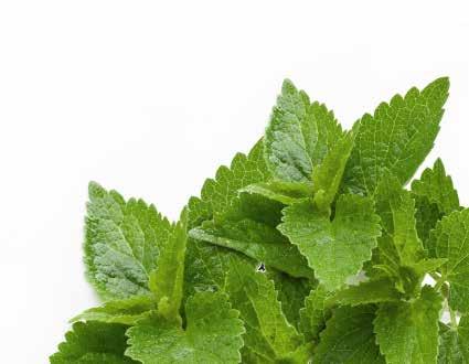 PURE Peppermint Mentha Piperita As one of the stimulating PURE Essential Oils, Peppermint is sure to enliven your senses with its fresh minty aroma, promoting feelings of