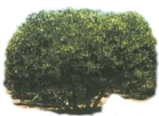 The Jojoba shrub has a life span of 100-200 years. Figure 1. Jojoba Shrub and Fruit The fruits of the Jojoba shrub are thinly shelled nuts.