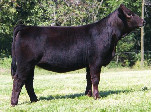 Her Grand dam and Dam were both long time donors for us. Casons Miss Brittany Maternal Grandam 28 Breeder: Cason s Pride & Joy Simmental Cason s Miss Jewel B83W 6 1.6 52 72 7 21 47 28 8.3 14.8 -.26.