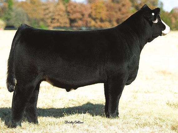 HAWKEYE SIMMENTAL SALE 2014 33 Breeder: Reck Brothers & Sons Simmentals RBS Brown Eye Girl B439 Black Baldy Polled Purebred 6 2.3 70 107 12 25 60 23 6.4 36.9 -.37.04 -.073.