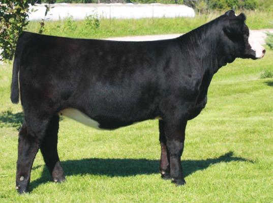 NLC Upgrade U8676 RBS Zyla RBS Sweet Thing I remember the day that this one was born, we knew she was going to be a good one. Goose necked, big ribbed, and a good looking baldy blaze.