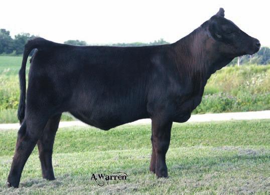 She is long sided, deep bodied and nice fronted. A quiet disposition will work for the youngest of showman. 40 Breeder: Moore s Simmental Farm Warren Brinkley BUS2 Black Polled Purebred 11.