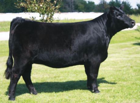 HAWKEYE SIMMENTAL SALE 2014 WLE Uno Mas X549 A.I. Sire SS/PRS Gunslinger 824X A.I. Sire 47 Breeder: Reck Brothers & Sons Simmental A320 Black Polled 1/2 SM 1/2 AN 1 2.5 58 82 3 17 46 * * 21.8 -.17.20 -.