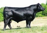 Force 3974R RSF Miss Perfector 974N Breeder: Don Onstot DBO Miss 324 A Black Polled Purebred 3 4.0 60 83 6 25 55 15 8.0 24.7 -.26 -.06 -.066.