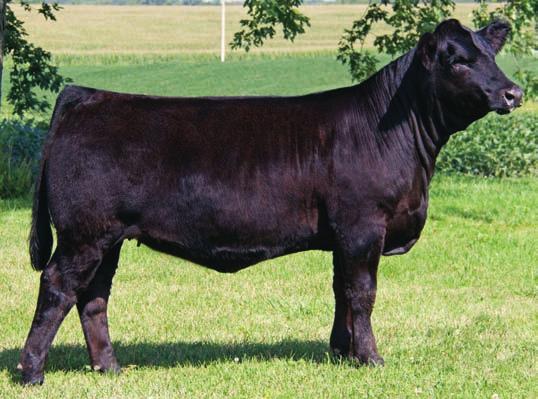 5 Breeder: Triple G Livestock TGL Miss Bailey B41 7 3.3 72 104 9 27 63 21 8.6 35.9 -.48.33 -.071 1.25 133 76 ASA#2875524 Tattoo: B41 BD: 1-16-14 Adj. BW: 78 Ellingson Legacy M229 Mr.