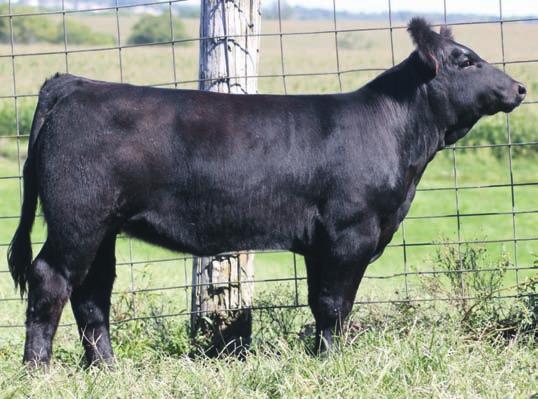 NLC Upgrade U8676 MCM Top Grade 018X MCM 513R VSF First Dream 710T Cason s Miss Faith Sandy Acres T99 Cason s Miss Emerald is a black white face Top Grade daughter; this mating produced a beautiful