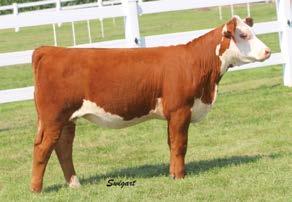 Lot 16 is extremely correct in her make up. She is great footed and neat in her design with muscle and hip to go along.