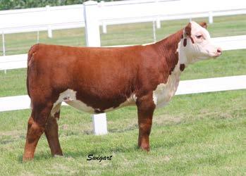 5.6 (P); WW 64 (P); YW 108 (P); MM 32 (P); M&G 64 This is a horned March 3053 out of our dam 2140 we sold with Hoffman s last year for $60,000. Amelia is a true sale feature!