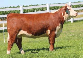 Bred Heifers DeLHawk Sapphire 102A as a 2-year-old Full sister to Lots 27-29 27 Lot 27 DeLHawk Miss Amulet 42C ET DELHAWK MISS AMULET 42C ET 43632152 Calved: March 2, 2015 Tattoo: LE 42C THM DURANGO
