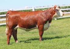 Miss Ulta is a moderate made female with a sweep to her rib and smooth shoulder to complete her. Bred AI April 29, 2016, to CRR Catapult 322, then exposed May 15 to Sept. 1, 2016 to H L1 Domino 3053.