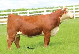 22); WW 63 (.18); YW 98 (.18); MM 27 (.12); M&G 59 Yvonne is a full sister to DeLHawk Jazzy 1420, the 2016 JNHE Division XI Champion, shown by Delaney Meloy, Ill. She is square hipped and mega boned.