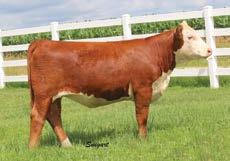 Bred Heifers MF 914W About Yasmine 104Y Dam of Lots 32-36 36 37 DELHAWK YES YOU CAN 33C ET 43646038 Calved: Feb.