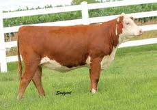 Like her sisters, Lot 39 is moderate made, deep bodied and has the makings to be a beautiful cow. Bred AI April 28, 2016, to Churchill Red Bull 200Z, then exposed May 15 to Sept.