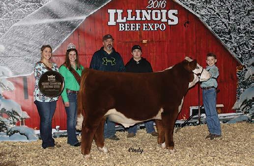 Steers 2016 Illinois Beef Expo Champion Hereford