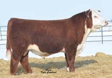 21); M&G 66 Owned by Churchill Cattle Co., Iron Lake Ranch and Linda Lonas Ref. Sire D Churchill Red Bull 200Z REF ESIRE CRR 109 CATAPULT 322 {DLF,HYF,IEF} P43384585 Calved: Feb.