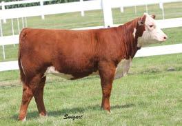 206 Family 7 RST Times A Wastin 0124 Sire of Lot 7 DELHAWK MISS TINSLEY 45D ET 43713504 Calved: March 12, 2016 Tattoo: LE 45D CRR ABOUT TIME 743 {SOD}{CHB}{DLF,HYF,IEF} THM DURANGO 4037