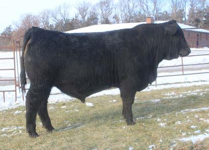 47 This is the first son of Musgrave Aviator that we will sell, and they are impressive cattle for sure. 19F is Homozygous Black, big hipped and bold ribbed.