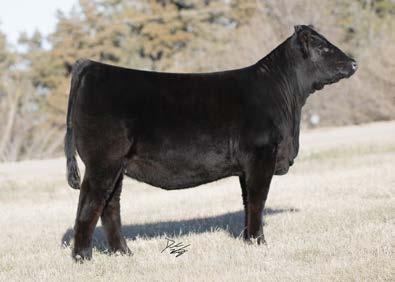46 Here is a calf that has been a standout for quite some time. He s as wide and expressive as they come with the extra body and doability we are looking for.