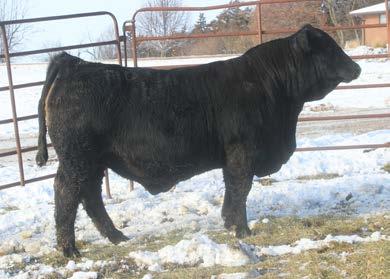 72 This is a calf that we have liked for quite some time. He is sire by the Infinity bull and out of a real nice female that goes back to HYEK Black Impact.